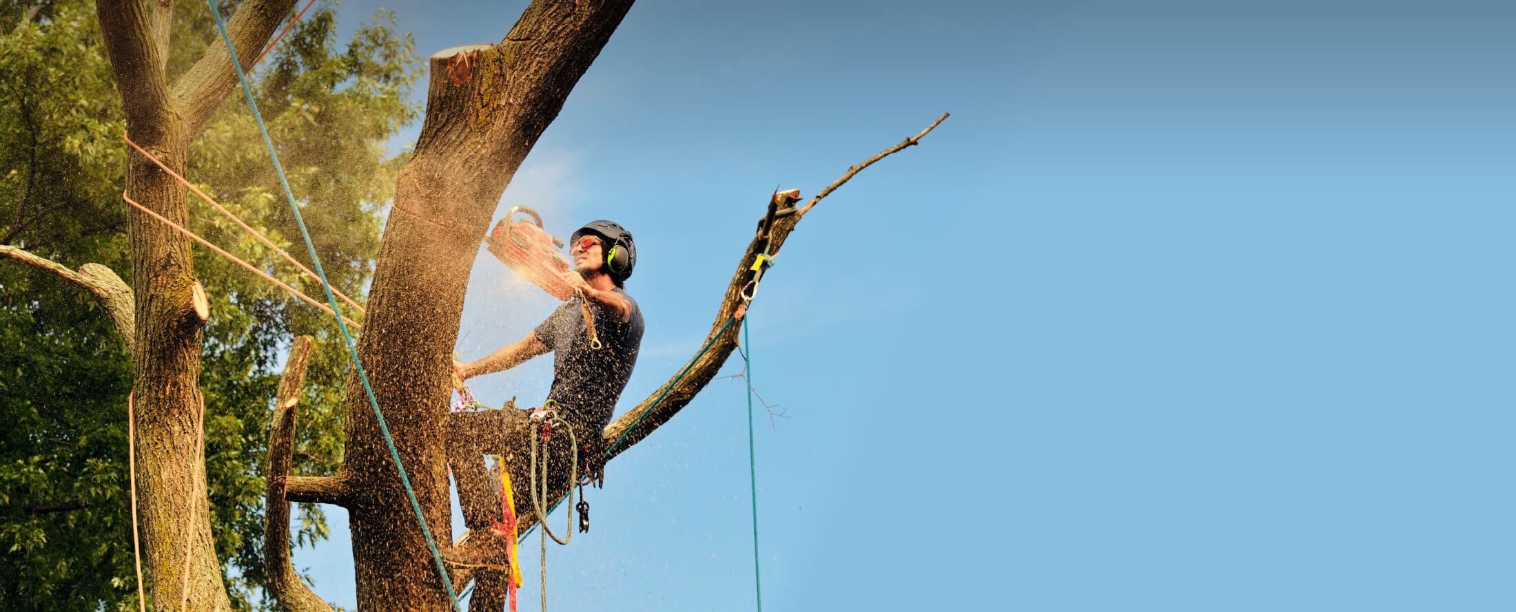 🌳 Professional Tree Care Services in Kilkenny – Protecting Your Landscape, Safeguarding Your Home