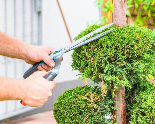 Tree Pruning