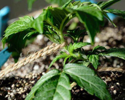 Micro,Growing,Technology,Lst,(low,Stress,Training),,Macro,View.,Cannabis