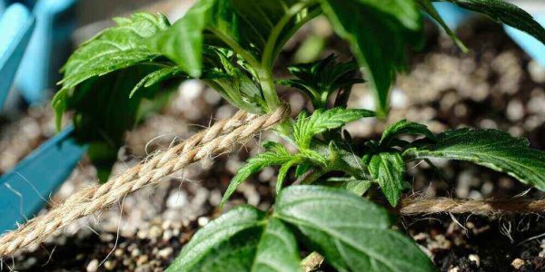 Micro,Growing,Technology,Lst,(low,Stress,Training),,Macro,View.,Cannabis